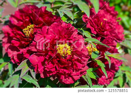 Button flower 125578851