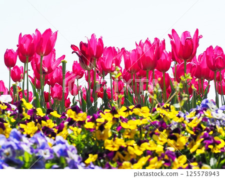Blooming in the tulip field Blooming in the tulip field 125578943