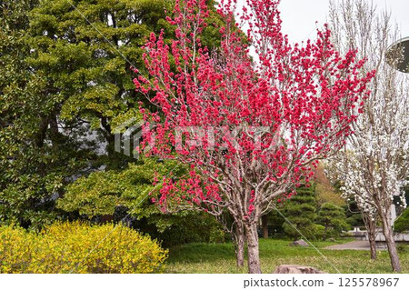 東京江戶城遺址的桃花 東京江戶城遺址的桃花 125578967
