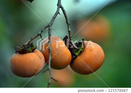 Persimmon nuts Persimmon nuts 125578987