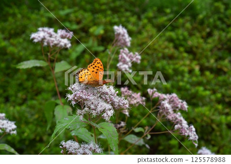 Butterfly perched on a wisteria flower 125578988