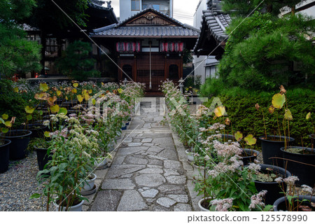 景堂 - 鎮宅靈風神社參道上盛開的藤葉芽 景堂 - 鎮宅靈風神社參道上盛開的藤葉芽 125578990