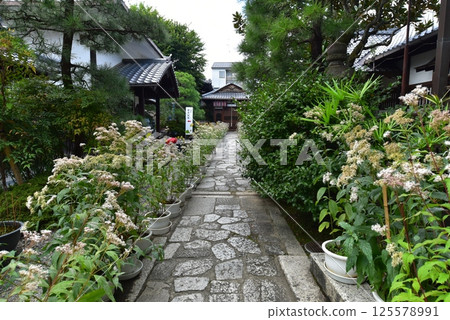 Kagedo - Fujibakama blooming on the approach to the Chintaku Reifu Shindo shrine 125578991