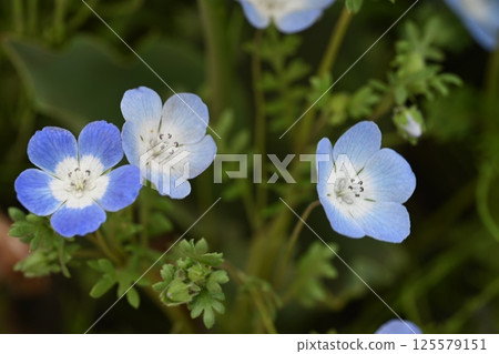 Nemophila flowers taken at Kibo no Oka Farm in Takasaki City Nemophila flowers taken at Kibo no Oka Farm in Takasaki City 125579151