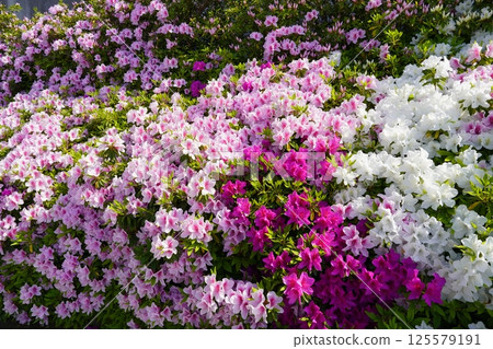 colorful azalea flowers 125579191