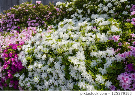 colorful azalea flowers 125579193