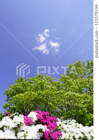 colorful azalea flowers colorful azalea flowers 125579194