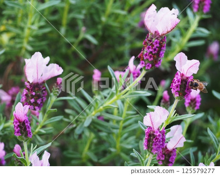 Honeybees sucking flower nectar Honeybees sucking flower nectar 125579277