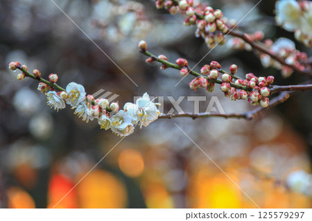 Morning at Dazaifu Tenmangu Shrine 125579297