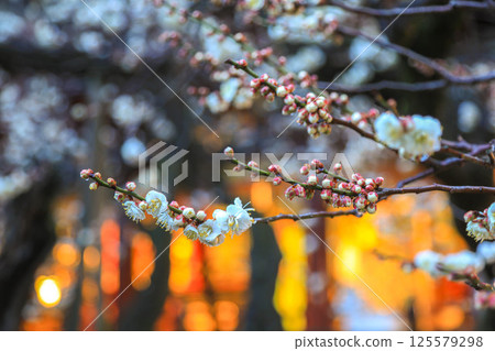 Morning at Dazaifu Tenmangu Shrine 125579298