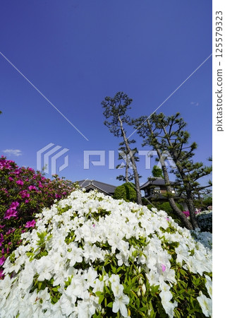 A flowerbed filled with colorful azalea flowers A flowerbed filled with colorful azalea flowers 125579323