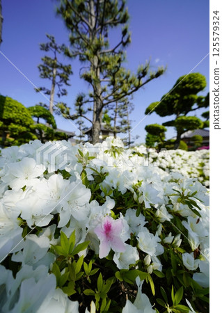 A flowerbed filled with colorful azalea flowers A flowerbed filled with colorful azalea flowers 125579324