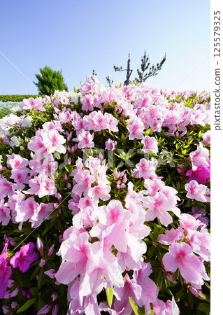 A flowerbed filled with colorful azalea flowers 125579325