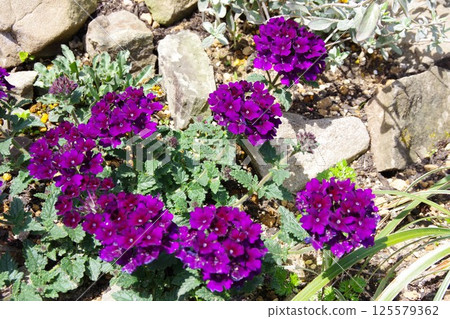 Verbena Manhattan 125579362