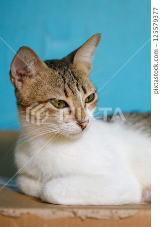 Close-up Portrait of a Cute Cat with Green Eyes on Blue Background 125579377
