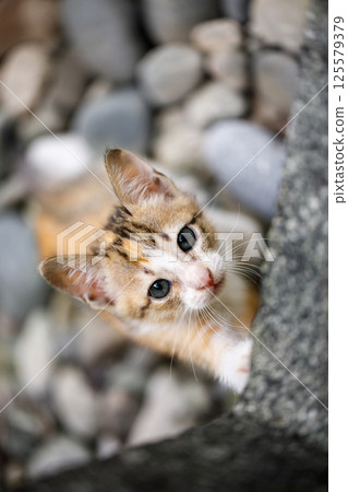 Stray calico kitten looking up outdoors 125579379