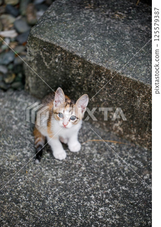 Adorable Stray Kitten Sitting on Concrete Steps Outdoors 125579387