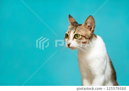 Close-up Portrait of a Cute Cat with Green Eyes on Blue Background 125579388