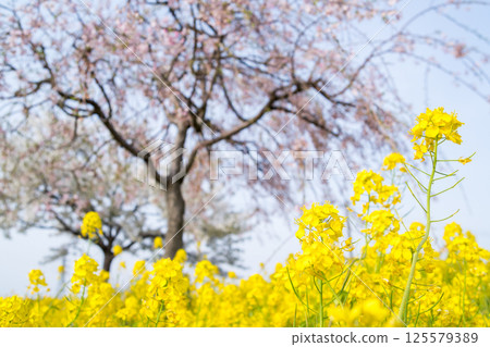 【大川津分流公園】園內油菜花、垂枝櫻花盛開 125579389