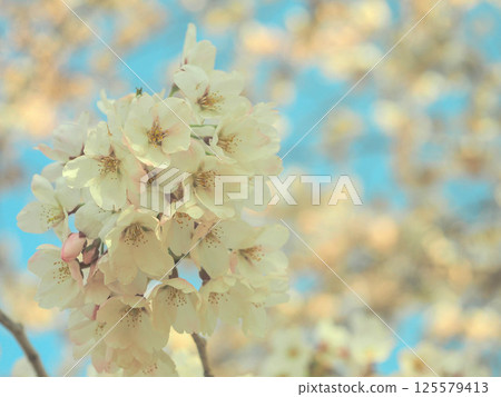 Cherry blossoms and blue sky 125579413