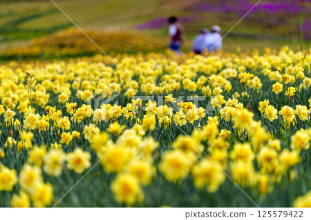 礪波夢之平滑雪場的水仙花 125579422