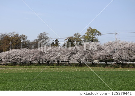 Cherry blossoms and rape blossoms and blue sky 125579441
