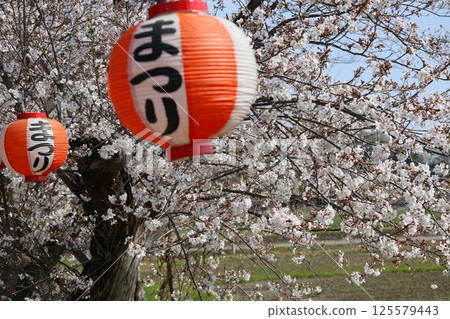 燈籠和櫻花 125579443