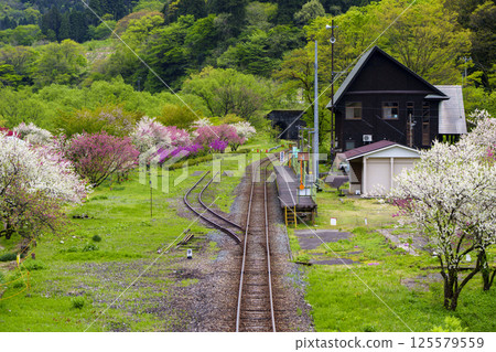 Katsuhara Hanamomo no Sato, where peach blossoms bloom, and the Etsumi Hoku Line train 125579559