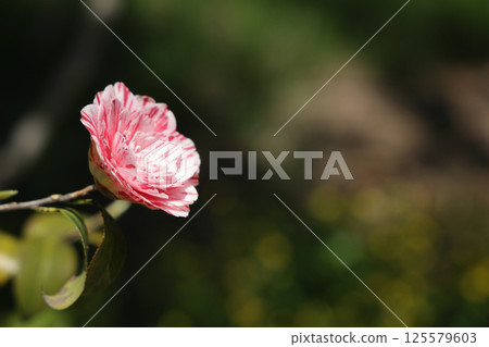 A camellia in full bloom with beautiful red and white petals in thousands of layers 125579603