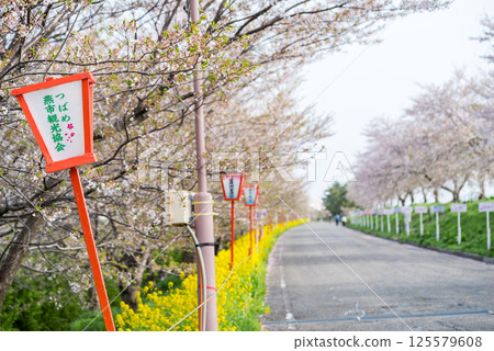 【大川津分流公園】堤岸邊盛開的油菜花和櫻花 【大川津分流公園】堤岸邊盛開的油菜花和櫻花 125579608