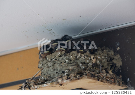 Swallow's nest 125580451