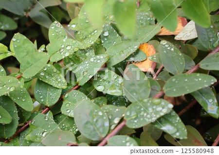 灌木葉和黃蝴蝶 125580948