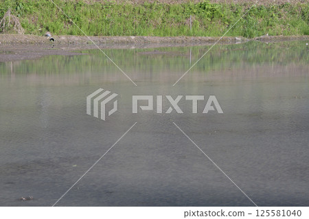 耕作後、插秧前的稻田 125581040