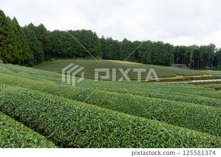Tea plantations farm in Shizuoka Japan in a cloudy day 125581374