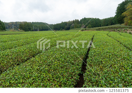 Tea plantations farm in Shizuoka Japan in a cloudy day Tea plantations farm in Shizuoka Japan in a cloudy day 125581375