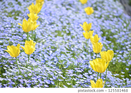 Yellow tulip Yellow tulip 125581468