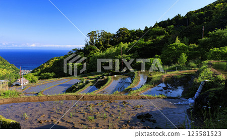 伊豆半島的石部梯田，可欣賞富士山美景 125581523