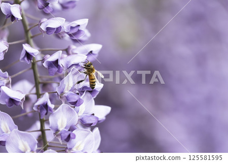 Honeybees swarming around wisteria in full bloom 125581595