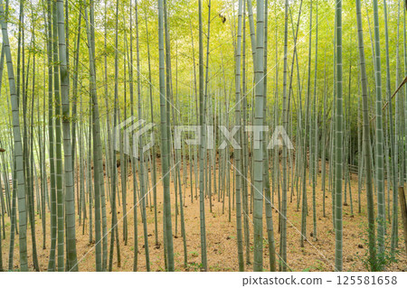 大野路城遺址的竹林(多摩丘陵) 大野路城遺址的竹林(多摩丘陵) 125581658