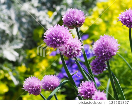 Chives flowers blooming in the spring sunshine 125581867