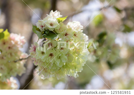 Pale green Yamazakura (cherry blossoms) Goi-ko Pale green Yamazakura (cherry blossoms) Goi-ko 125581931