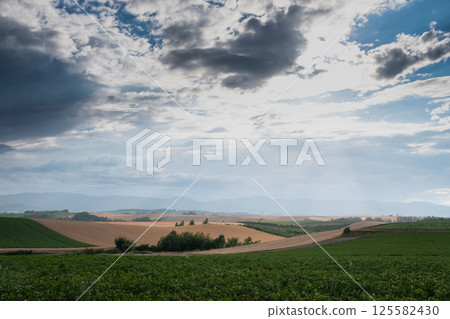 Golden wheat field in hilly upland Golden wheat field in hilly upland 125582430