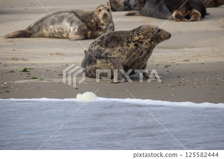 Eierland, De Cocksdorp, Texel, The Netherlands, Oktober 28th, 2024, Seals are seen Relaxing on a 125582444
