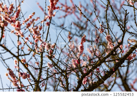 A Beautiful Blossoming Tree Branches Marvelously Against A Clear Blue Sky Filled With Light 125582453