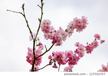Stunning and Beautiful Pink Cherry Blossom Branches against a Soft and Serene Sky Stunning and Beautiful Pink Cherry Blossom Branches against a Soft and Serene Sky 125582457