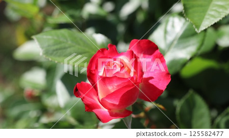 Red Roses Ibaraki Flower Park 125582477