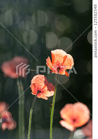 Roadside poppies 125582549