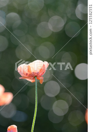 Roadside poppies Roadside poppies 125582551