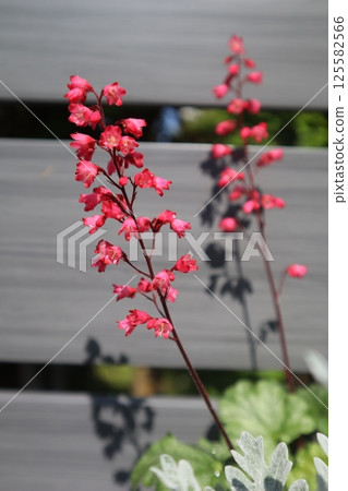 Huquera's red florets 125582566