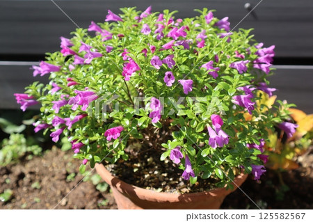 Mintia's purple flowers have bloomed Mintia's purple flowers have bloomed 125582567